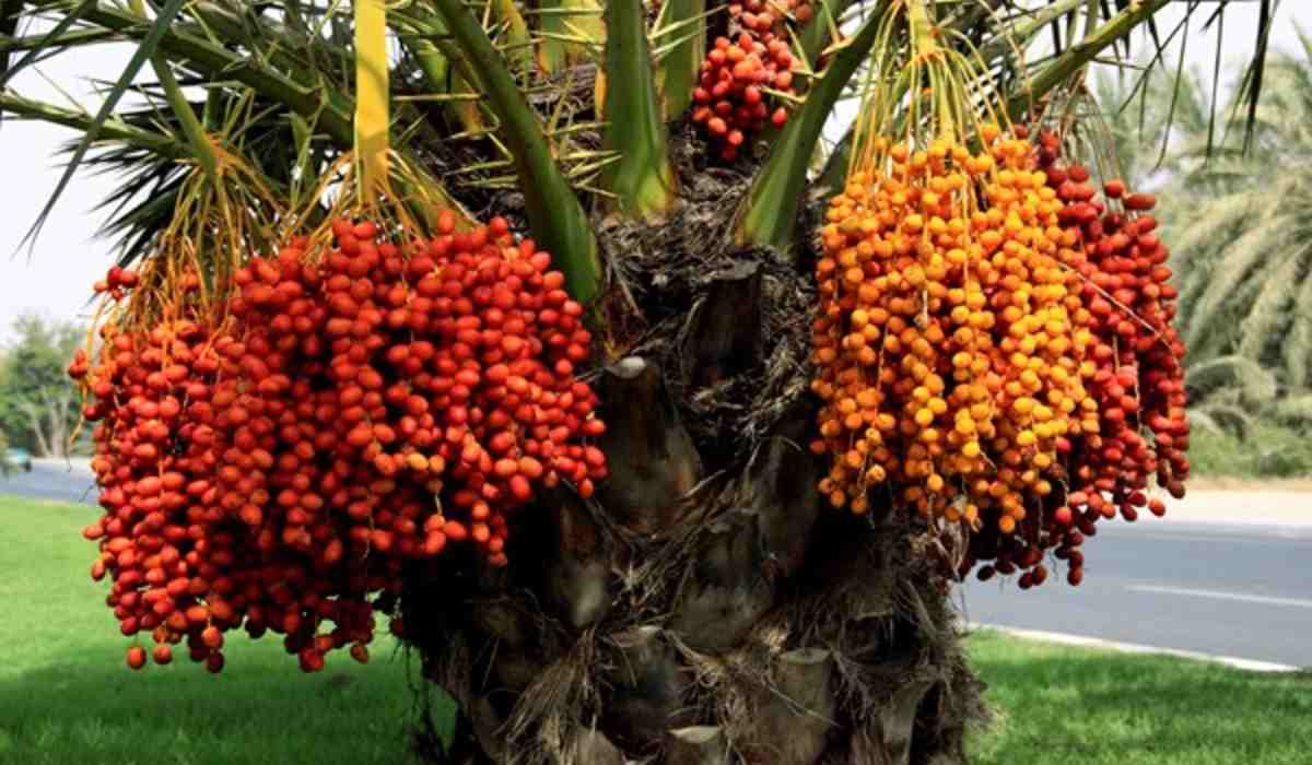  Purchase and price of the latest types of yellow Barhi dates brand 