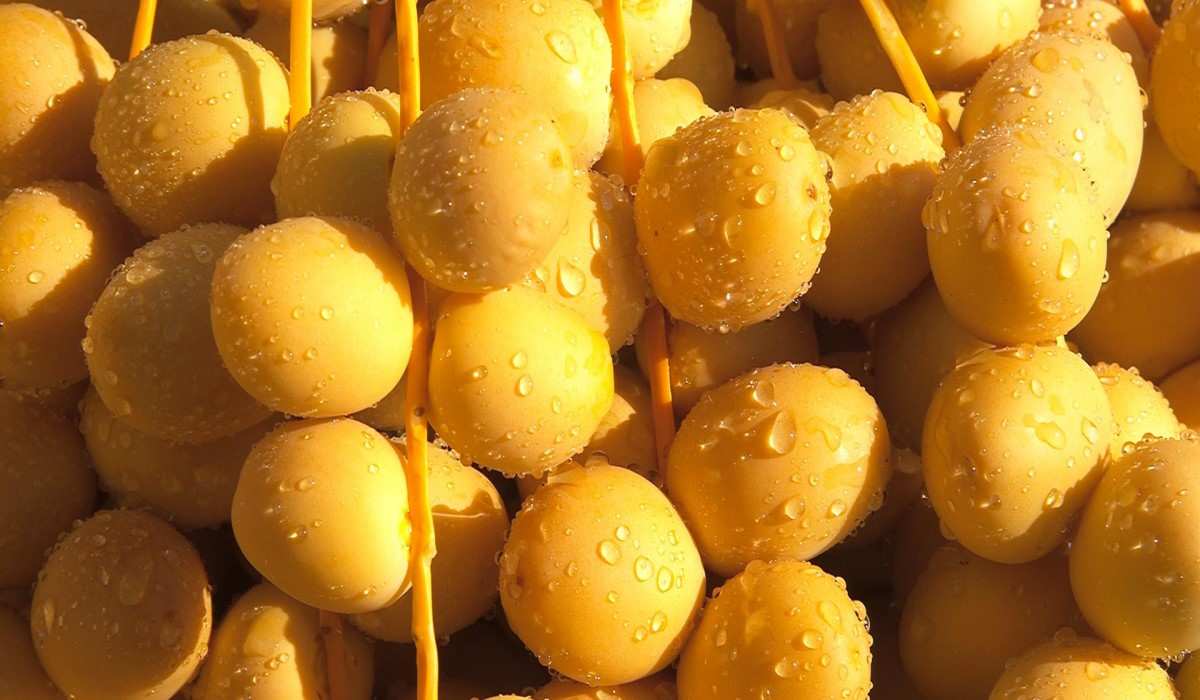  Barhi dates 1kg bags wholesale price 