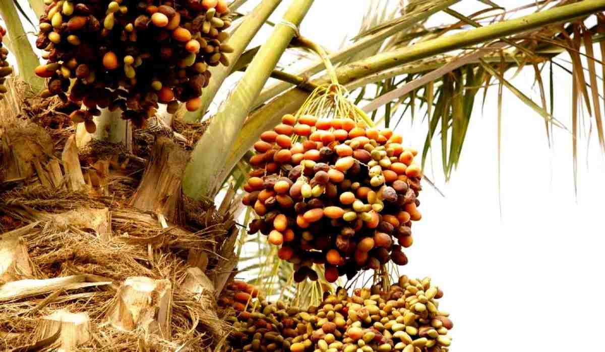  Barhi dates 1kg bags wholesale price 