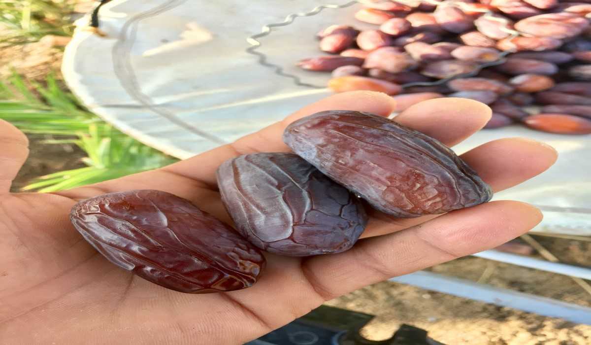  The Purchase Price of Sagai Dates + Advantages And Disadvantages 