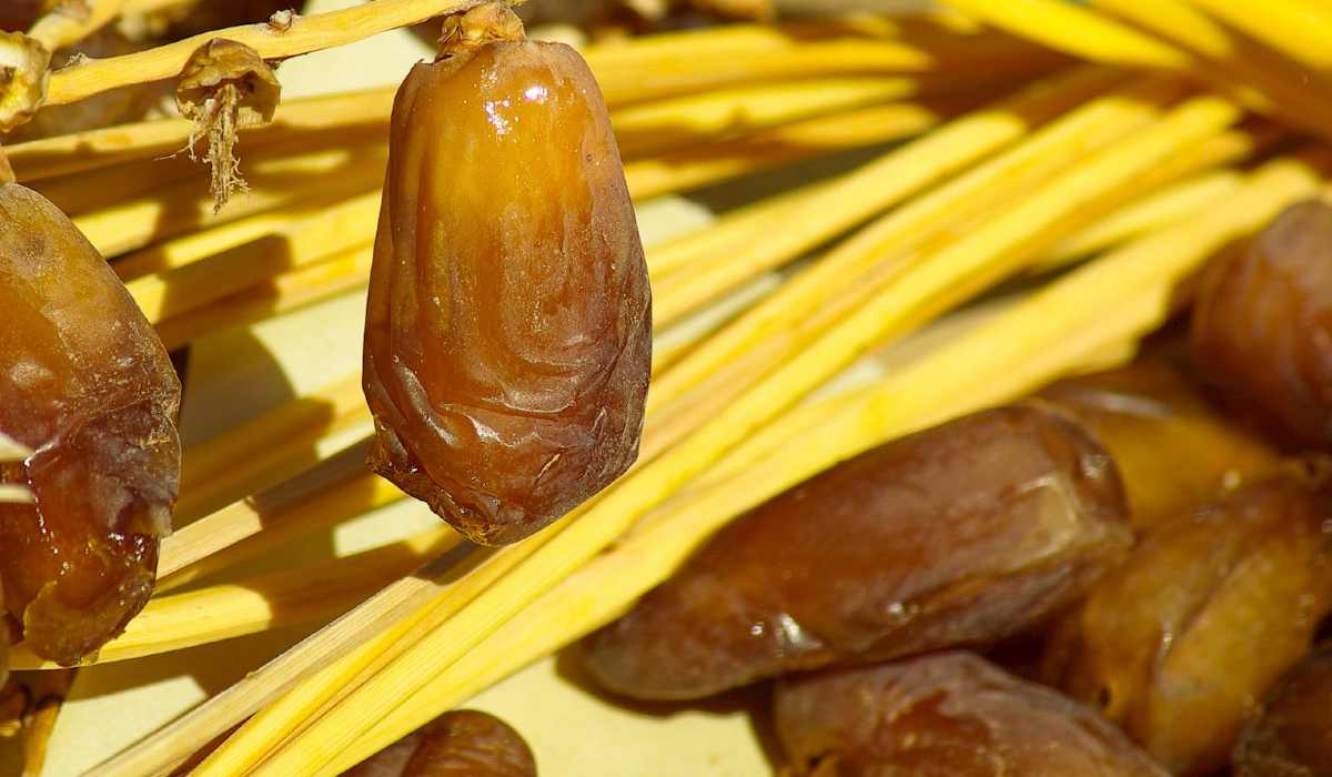  The Price of Kalute dates in turkey + Wholesale Production Distribution of the Factory 