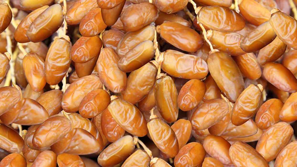  Deglet Noor dates + Purchase Price, Use, Uses and Properties 