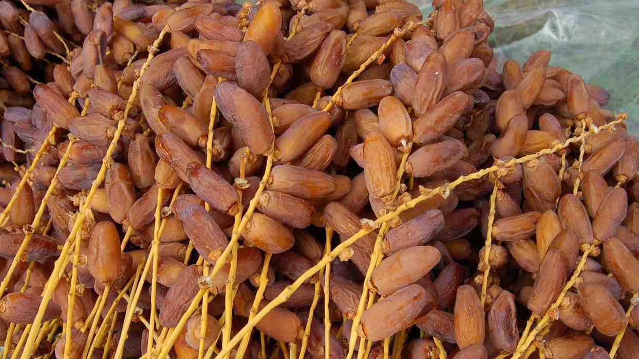  Deglet Noor dates + Purchase Price, Use, Uses and Properties 