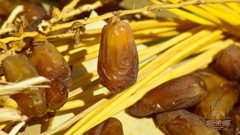 Buy best organic dates in india at an exceptional price